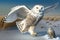 Beautiful Snowy Owl Picture set. taking flight, prey in the snow, spreading its wings and more.