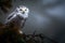 Beautiful snowy owl on tree branch at a stormy day. Amazing Wildlife. Generative Ai