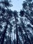 Beautiful snowy pines on the background of the blue sky.