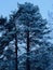 Beautiful snowy pines on the background of the blue sky.