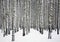 Beautiful snowy trunks of birch trees in winter forest