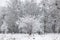 Beautiful snowy woods scenery. Trees covered in snow, frosty winter landscape. Winter background