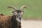 A beautiful Soay sheep Ovis aries head shot.