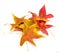 Beautiful, soft, colorful and fresh autumn maple leaves on the w