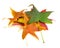 Beautiful, soft, colorful and fresh autumn maple leaves on the w