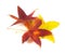 Beautiful, soft, colorful and fresh autumn maple leaves on the w