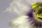 Beautiful Soft Image Of A Rain Drop On A Passionfruit Flower