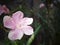 Beautiful soft pink colored of Nerium Oleander flower, commonly known as Oleanderbor Jericho Rose