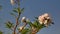 The beautiful soft pink plumeria tree in the sunny day