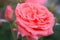 Beautiful soft pink rose in bloom and blurred rosebud