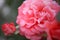 Beautiful soft pink rose in bloom and blurred rosebud