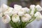 Beautiful soft pink spring flowers closeup. Pink Ranunculus in a vase