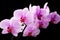 Beautiful soft Pink strips phalaenopsis Orchid Flower around black background