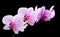 Beautiful soft Pink strips phalaenopsis Orchid Flower around black background