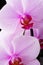 Beautiful soft Pink strips phalaenopsis Orchid Flower. close up