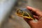 beautiful soft scale terrapin turtle in hand in nice blur background