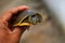 beautiful soft scale terrapin turtle in hand in nice blur background