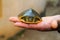 beautiful soft scale terrapin turtle in hand in nice blur background