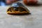 beautiful soft scale terrapin turtle in hand in nice blur background