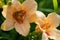 beautiful soft yellow day-lily flower blooming in garden at sunny day. close up