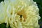 Beautiful soft yellow peony flower in full bloom