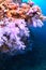 Beautiful softcoral