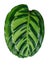 Beautiful solid rounded leaf of plant Hosta on white background