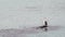 Beautiful solitary pelican with its beak open on an isolated rock in the middle of the sea, Penneshaw, Kangaroo Island, Australia