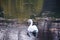 Beautiful Solitary Swan at Fountains Abbey