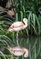 Beautiful solo pink flamingo standing in whater