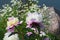 Beautiful some light  pink   terry pion flower on blurred wild chamomile flowers and large granite stone background