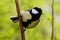 Beautiful song bird with summer background. Great Tit, Parus major, black and yellow songbird sitting on the nice lichen tree bran