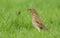 A beautiful Song Thrush Turdus philomelos standing in the long grass with a worm in its beak which it has just captured.