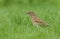 A beautiful Song Thrush Turdus philomelos standing in the long grass with a worm in its beak which it has just captured.