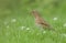 A beautiful Song Thrush Turdus philomelos standing in the long grass with a worm in its beak which it has just captured.