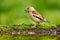 Beautiful songbird, Hawfinch, in water mirror, brown songbird sitting in the water, nice lichen tree branch, bird in the nature