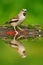 Beautiful songbird, Hawfinch, in water mirror, brown songbird sitting in the water, nice lichen tree branch, bird in the nature ha