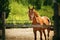 A beautiful sorrel horse with a halter on its muzzle stands in a paddock with a wooden fence on a farm on a sunny summer day.