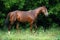 Beautiful sorrel racehorse walks in farm