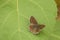 Beautiful sorrel sapphire butterfly sitting on fig leaf