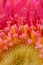 The beautiful South African Barberton daisy in bright pink peddles