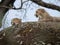 Beautiful Southeast African cheetahs lying on the rock in nature during the daytime