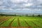 Beautiful southern landscape with field and clouds