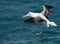 A Beautiful Southern Royal Albatross Coming in for a Landing