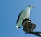 Beautiful Southern Seagull, on a boat mast in Bahia.