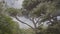 Beautiful southern trees on background of cloudy sky. Action. Bottom view of crown of green southern tree in cloudy