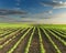 Beautiful soybean fields at idyllic sunny day