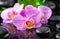 Beautiful spa concept of blooming twig lilac orchid flower,