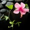 Beautiful spa concept of delicate pink hibiscus, green tendril