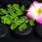 Beautiful spa concept of green branch Adiantum fern, plumeria fl